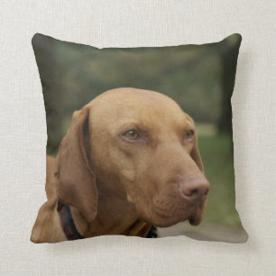 Den Rhodesian Ridgeback hunden kudder Kudde