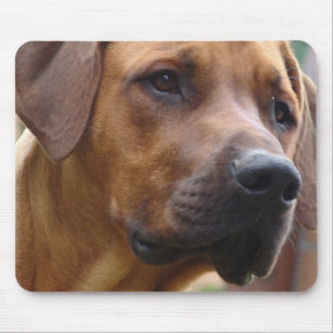 Den Rhodesian Ridgeback musen vadderar Musmatta