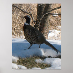 Den Ringneck pheasanten Poster