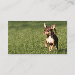 Den rinnande chihuahuaaffären eller profilerar visitkort