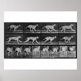 Den rinnande hunden, pläterar 707 från "djur poster