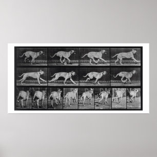 Den rinnande hunden, pläterar 707 från "djur poster