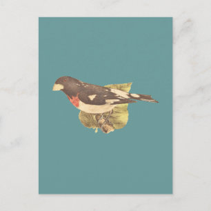 Den Ro-bröstad Grosbeak Coccoborus ludovicianus Vykort