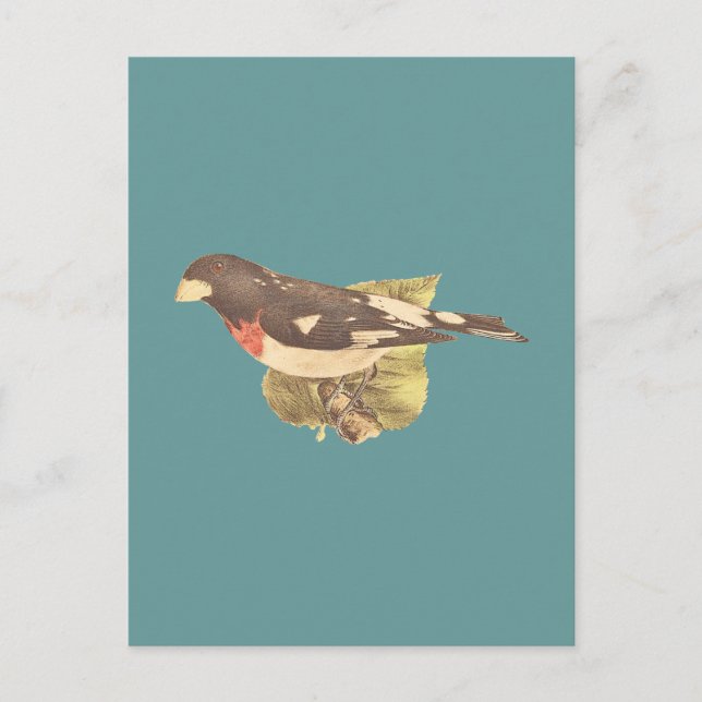 Den Ro-bröstad Grosbeak Coccoborus ludovicianus Vykort (Framsida)