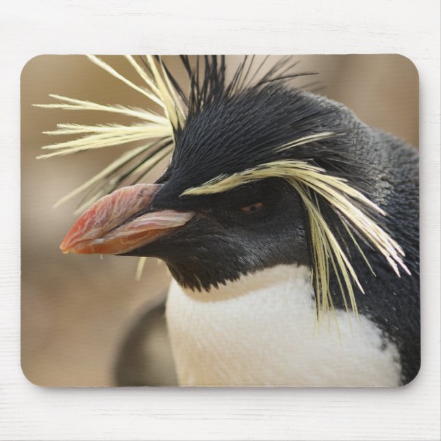 Den Rockhopper pingvinmusen vadderar Musmatta (Framsidan)