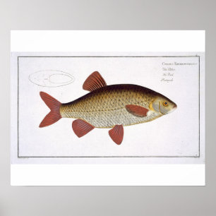 Den röda carpen (cyprinusen Erithrophthalmus) Poster