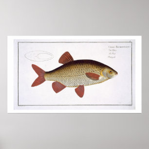 Den röda carpen (cyprinusen Erithrophthalmus) Poster