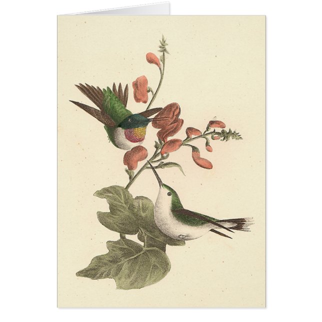 Den röda eller ruby-throated Hummingbird Hälsningskort (Framsidan)