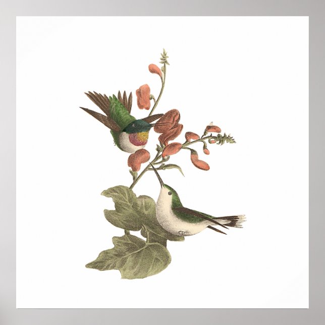 Den röda eller ruby-throated Hummingbird Poster (Framsidan)