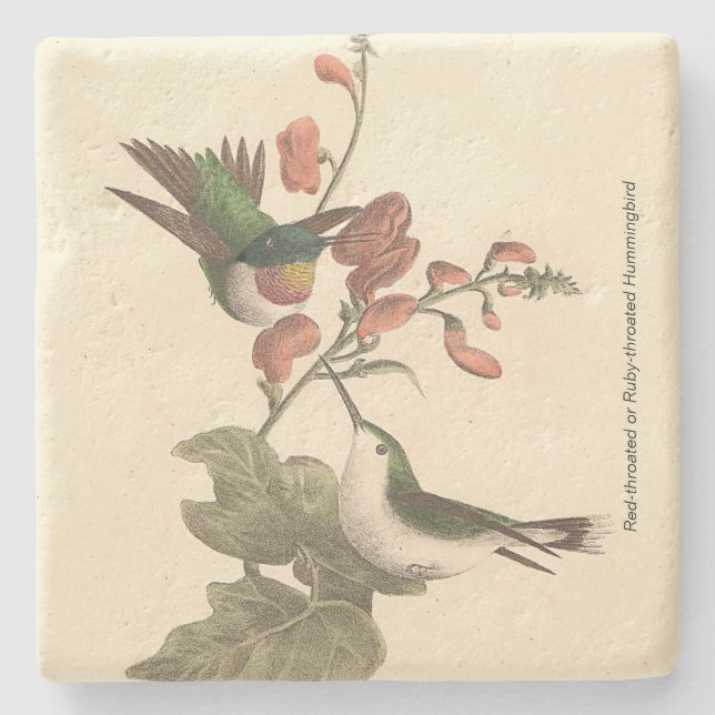 Den röda eller ruby-throated Hummingbird Stenunderlägg (Framsidan)