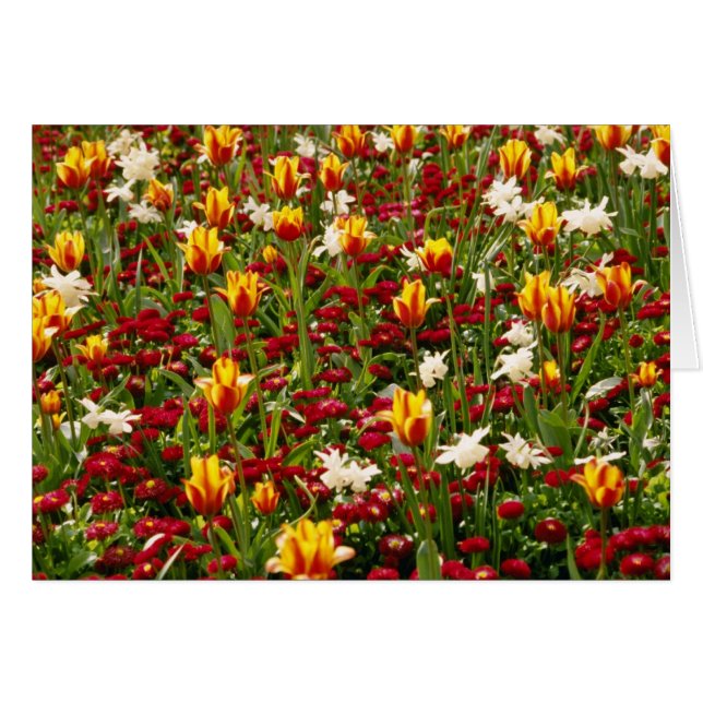 Den röda färgrika kicken parkerar i våren, hälsningskort (Framsidan Horizontal)