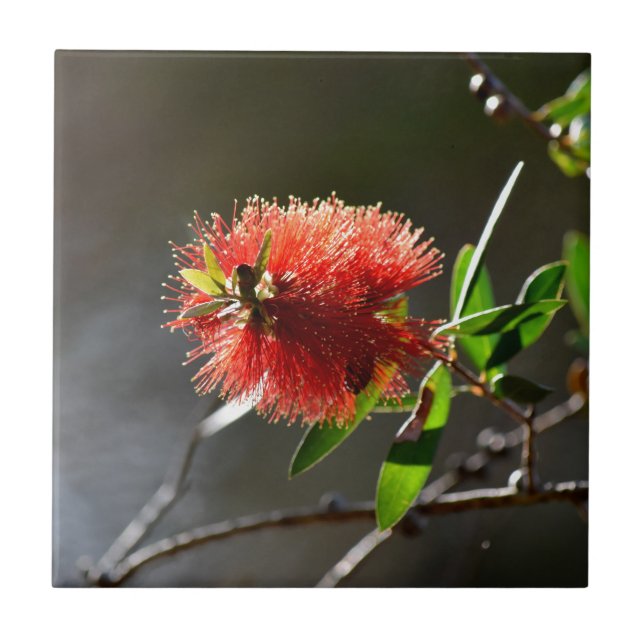 DEN RÖDA FLASKAN BORSTAR BLOMMAN CALLISTEMON KAKELPLATTA (Framsidan)