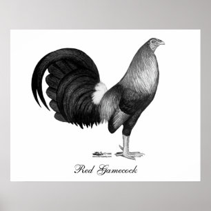 Den röda gamecocken kläcker poster