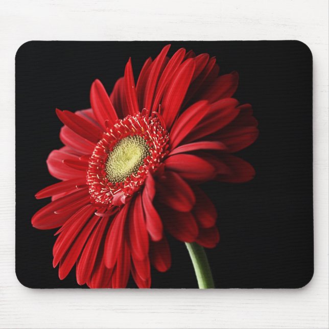 Den röda Gerber daisymusen vadderar Musmatta (Framsidan)