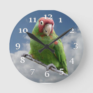 Den röda maskerade parakiterväggen tar tid på rund klocka