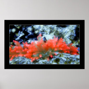 Den röda neonanemonen med beautifieren filtrerar poster