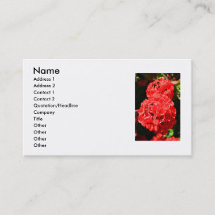 Den röda pelargonen blommar visitkorten visitkort