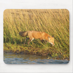 Den röda räven fotograferar musmatta