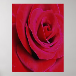 DEN RÖDA ROSEN                                     POSTER