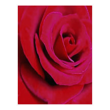 DEN RÖDA ROSEN