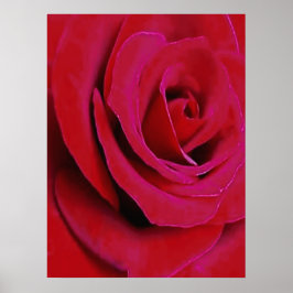 DEN RÖDA ROSEN      POSTER
