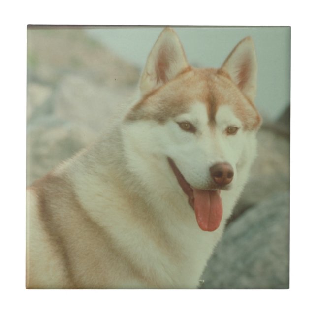 Den röda siberian husky belägger med tegel kakelplatta (Framsidan)