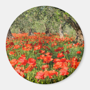 Den röda vallmon blommar under gammala olivgröna magnet