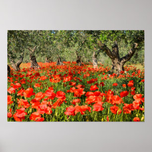 Den röda vallmon blommar under gammala olivgröna poster