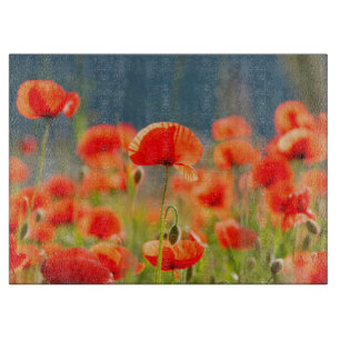 Den röda vallmovallmon blommar blå himmel