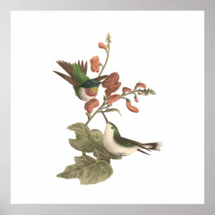 Den rödtrogna Hummingbird (Trochilus colubris) Poster