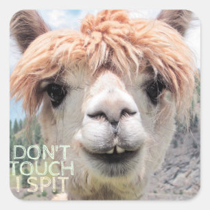 Den roliga Alpacallamaen inte handlag spottar jag Fyrkantigt Klistermärke