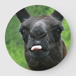 Den roliga llamaen med ha som huvudämne stor klocka