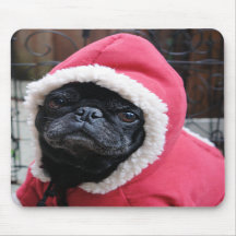 Den roliga mopsmusen vadderar