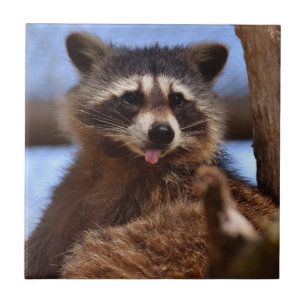 Den roliga raccoonen som klibbar det, är tungan u kakelplatta