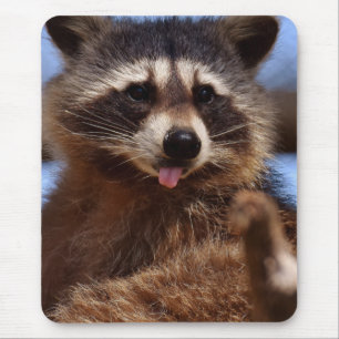 Den roliga raccoonen som klibbar det, är tungan u musmatta