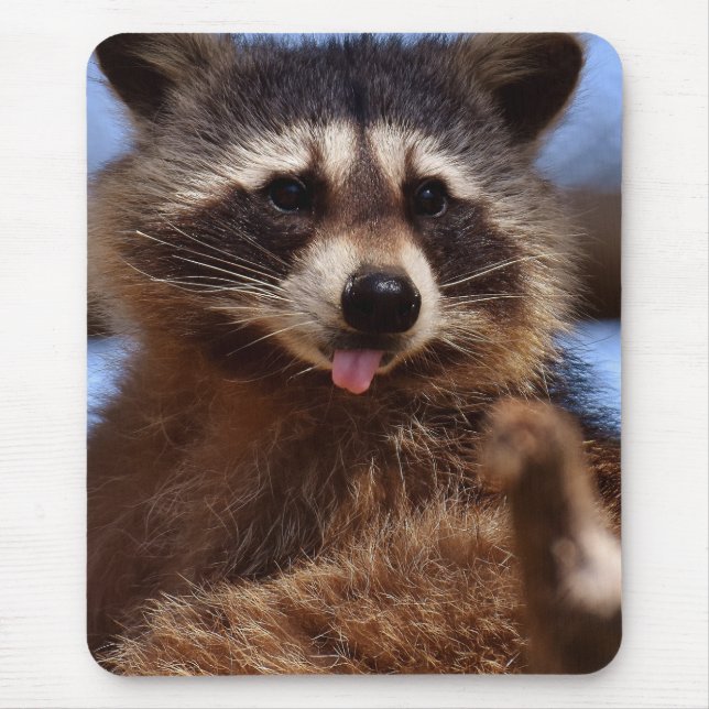 Den roliga raccoonen som klibbar det, är tungan ut musmatta (Framsidan)