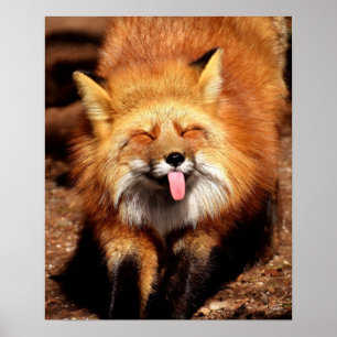 Den roliga räven som klibbar det, är tungan ut poster