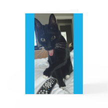 den roliga tackkortkatten gömmer den avlägsna