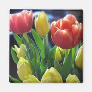 Den romantiska röda & gula tulpan blommar magnet