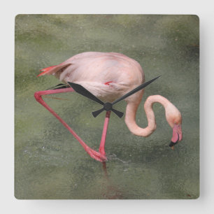 Den rosa flamingoen i vatten tar tid på fyrkantig klocka