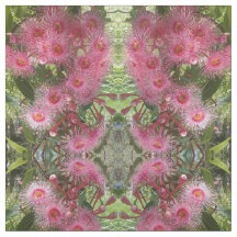 Den rosa Gumnut eucalyptusen blommar den