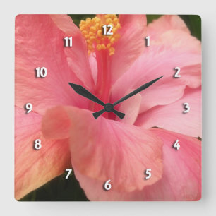 Den rosa hibiskusrundan tar tid på fyrkantig klocka