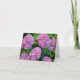 Den rosa Hortensia-hortensiabuskén  Kort