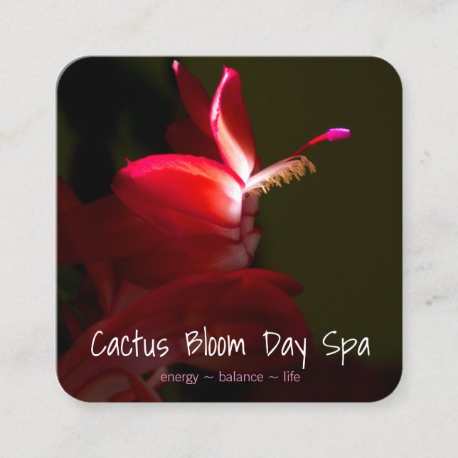 Den rosa julkaktusblomman fotograferar tidsbeställning kort (Framsida)