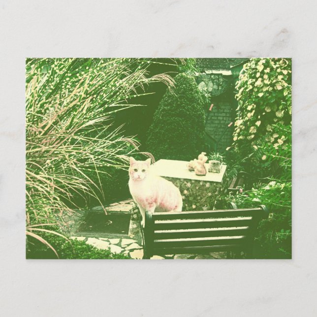 Den rosa katten vykort (Framsida)