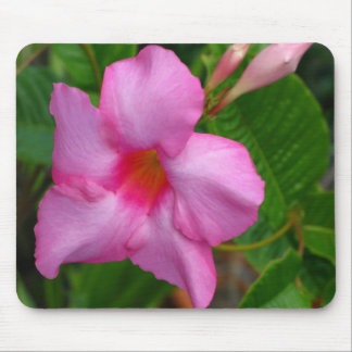 Den rosa Mandevilla"Alice Du Pont" musen vadderar Musmatta