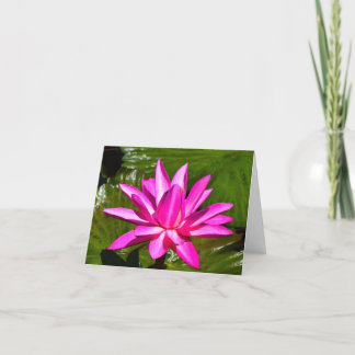 Den rosa näckrosnäckrosen noterar kortet kort