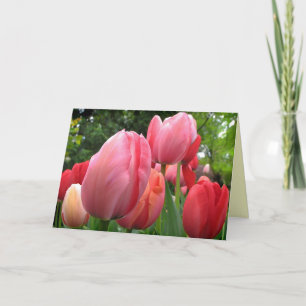 Den rosa och röda vårtulpan blommar födelsedag kort