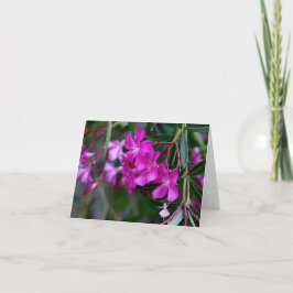 Den rosa oleanderen skuggar fen kort
