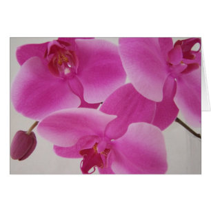 Den rosa orchiden samla i en klunga hälsningskort